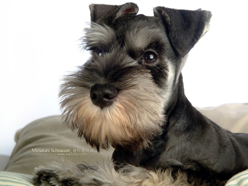 Miniature Schnauzer Dog Closeup Portrait