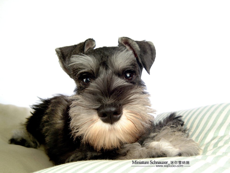 Cute Miniature Schnauzer Puppy Portrait Photography