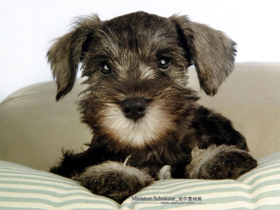 Cute Miniature Schnauzer Puppy Portrait