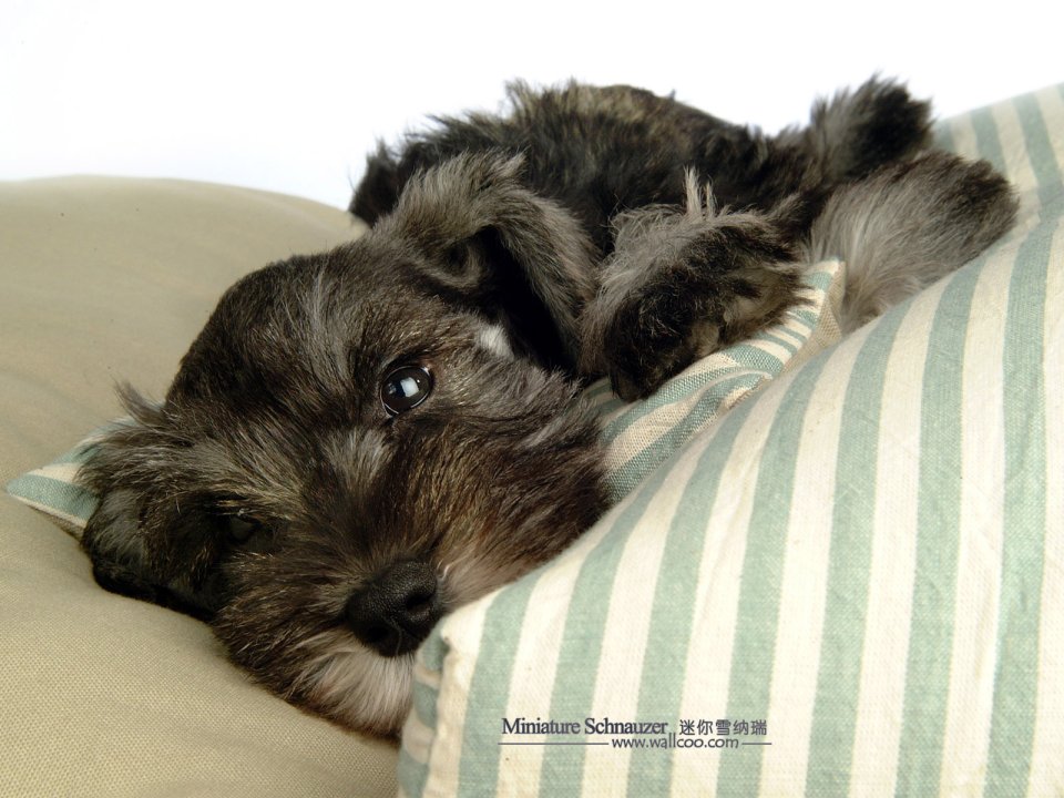 Miniature Schnauzer Puppy Lying On Striped Cushion
