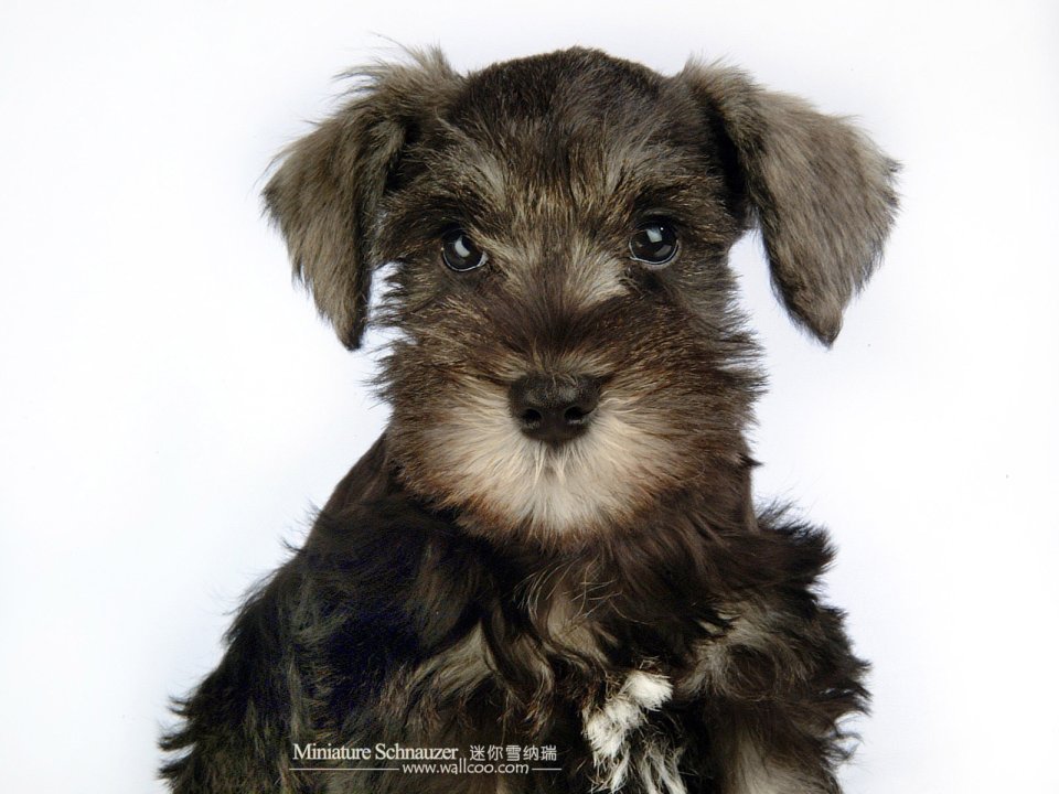 Mini Schnauzer Puppy Portrait Photo