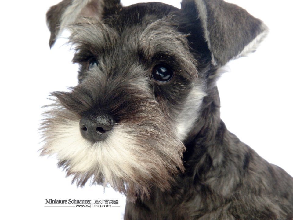 Mini Schnauzer Puppy Close Up Portrait White Background