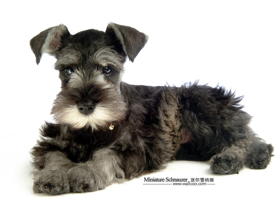 Miniature Schnauzer Puppy Studio Portrait White Background