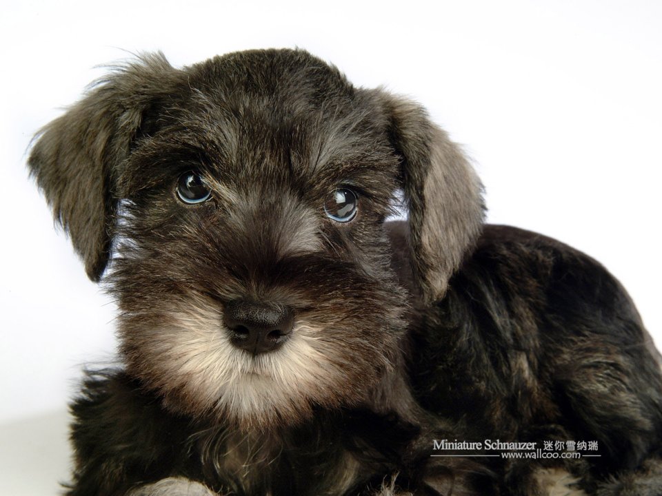 Miniature Schnauzer Puppy Close Up Portrait