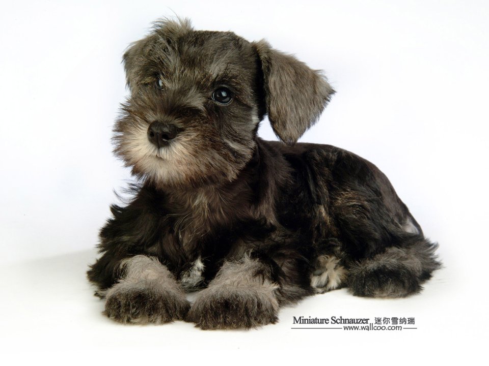 Miniature Schnauzer Puppy Studio Portrait White Background