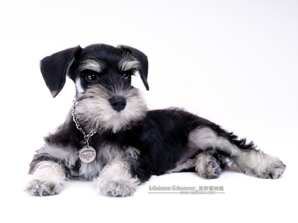 Miniature Schnauzer Puppy Studio Portrait White Background