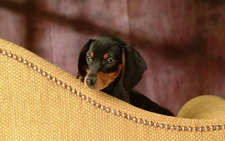 Mini Dachshund Puppy Peeking Behind Sofa Portrait