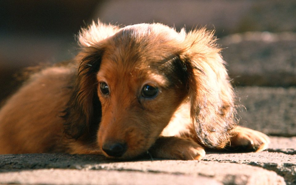 Mini Long Haired Dachshund Puppy Resting On Sunny Stone Ground