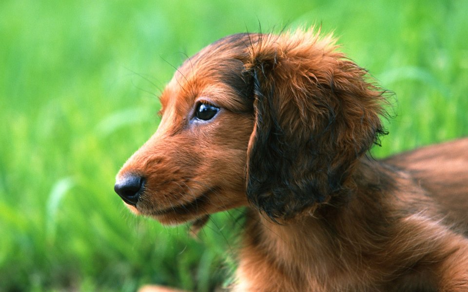 户外草地上的迷你长毛腊肠犬幼犬