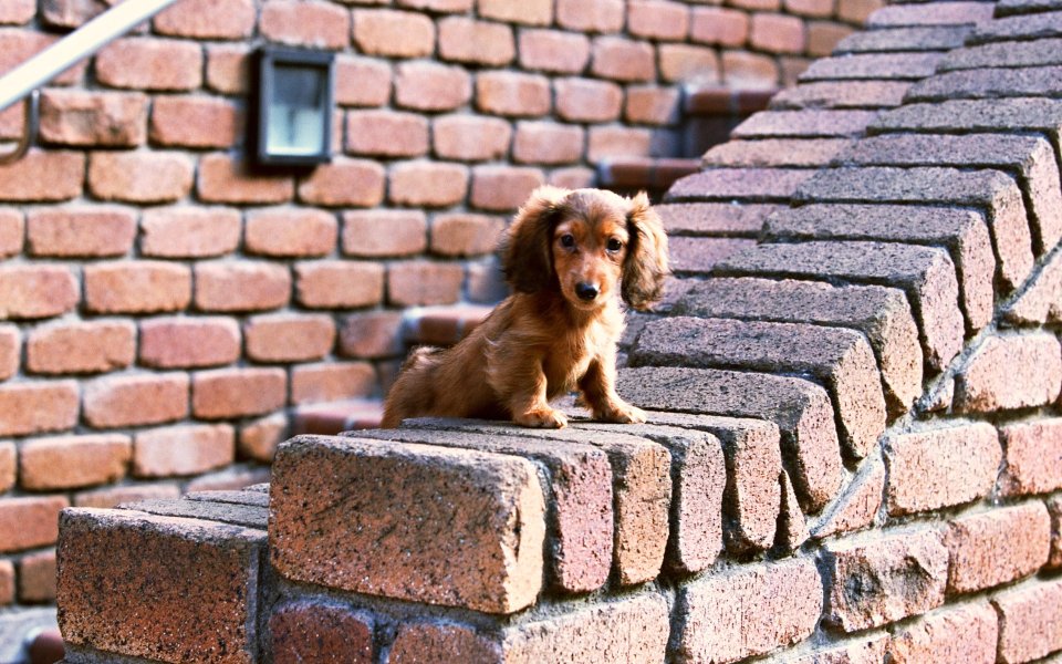 Miniature Long Haired Dachshund Puppy On Red Brick Steps