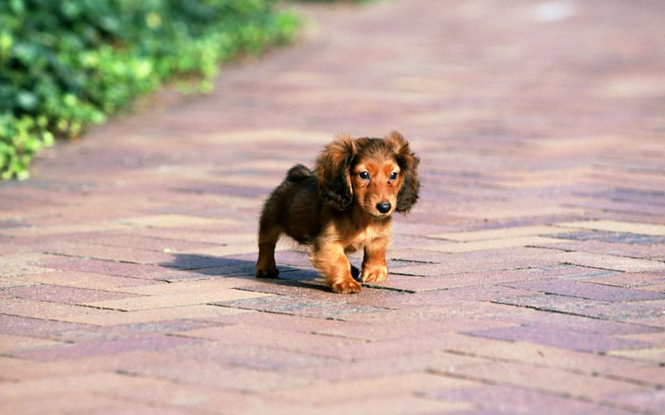 Mini Long Haired Dachshund Puppy On Brick Walkway