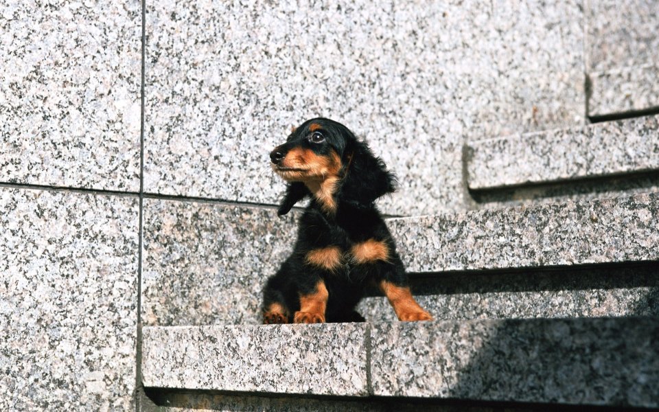 Mini Long Haired Dachshund Puppy On Granite Steps Photo