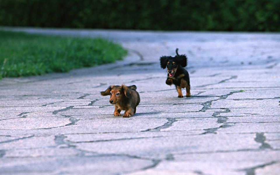 Two Miniature Dachshund Puppies Running On Stone Pavement