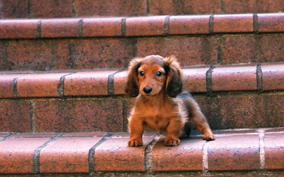 站在红砖台阶上的迷你长毛腊肠犬幼犬