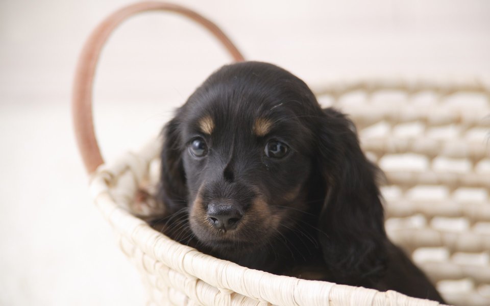 Mini Long Haired Dachshund Puppy In Wicker Basket Portrait