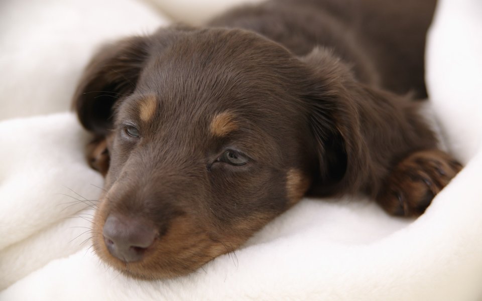 趴在白色毛绒毯上休憩的迷你腊肠犬幼犬