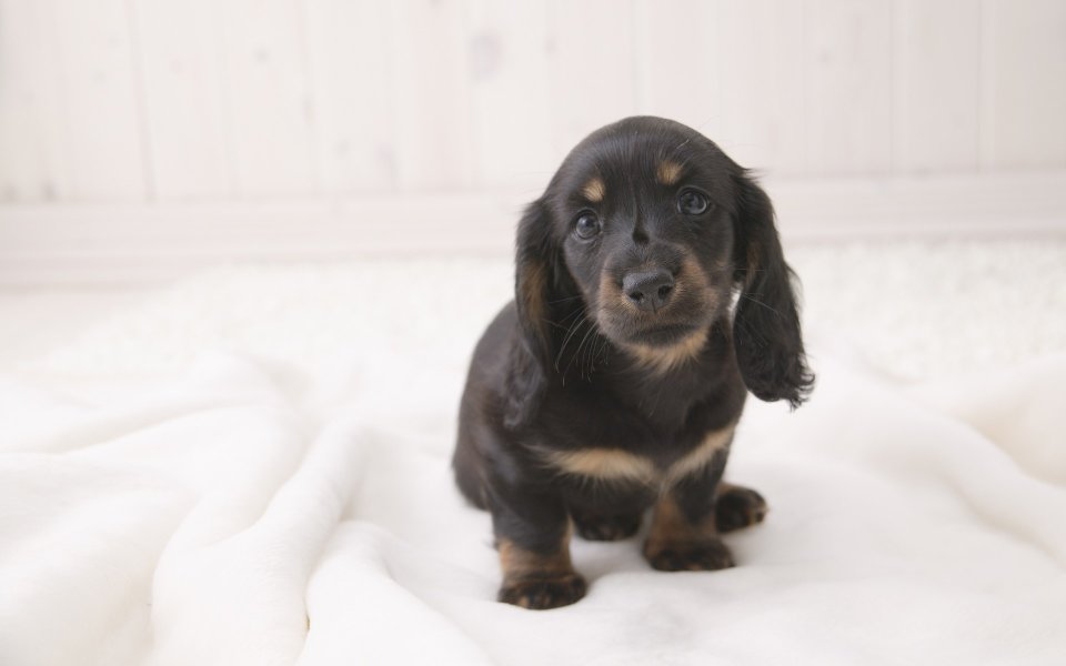 Mini Dachshund Puppy Cute Pet Portrait