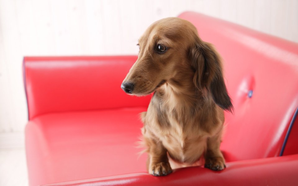 Mini Long Haired Dachshund Sitting On Red Leather Sofa