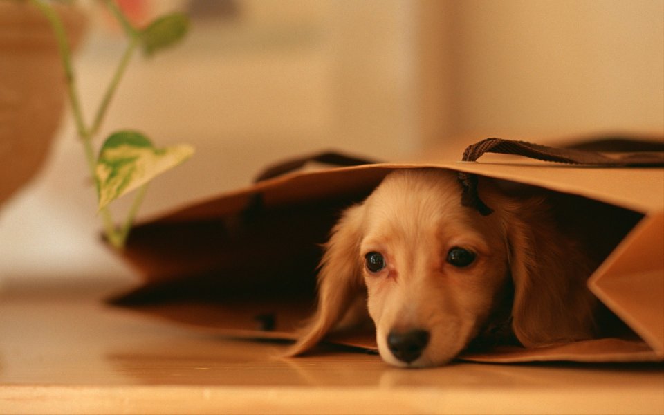 躲在牛皮纸袋里的迷你腊肠犬幼犬 暖调居家萌宠摄影