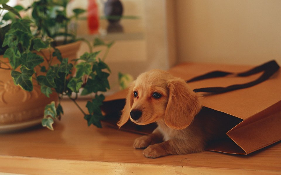 Mini Dachshund Puppy Hiding In Kraft Paper Bag Home Scene