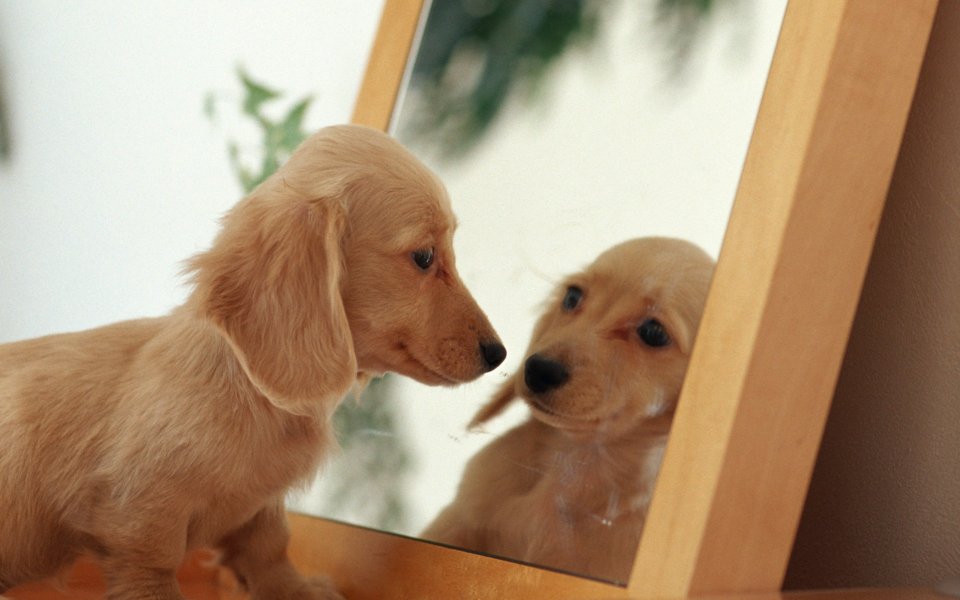 Mini Dachshund Puppy Looking At Mirror Reflection Cute Pet Photo