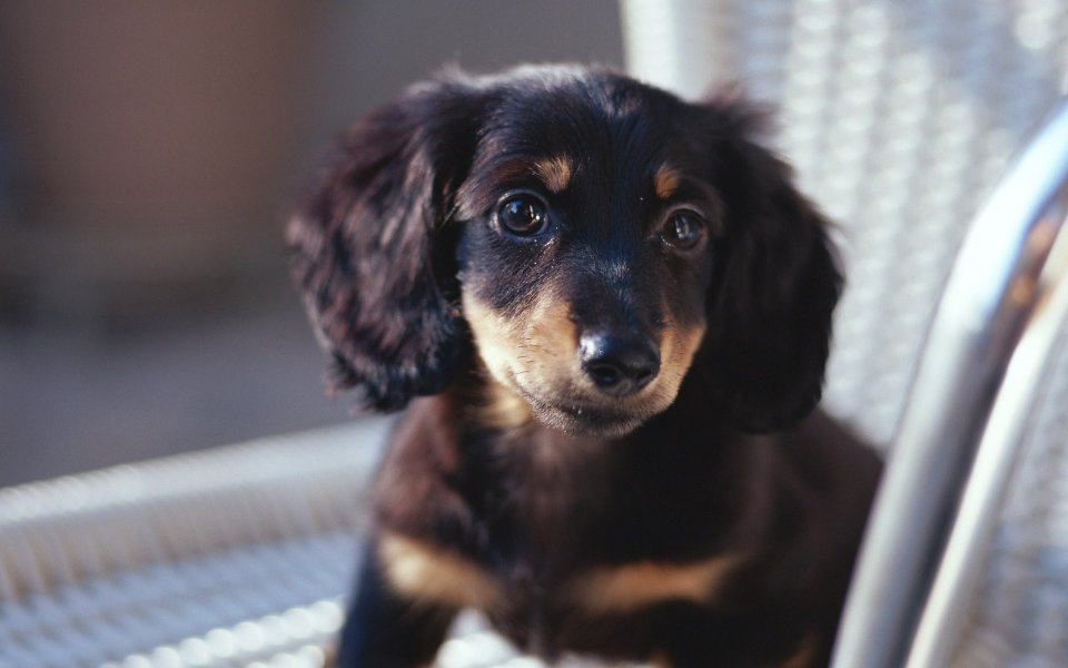 阳光下可爱迷你长毛腊肠犬幼犬特写