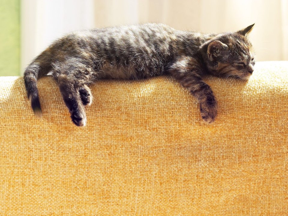阳光下慵懒午睡的虎斑小猫