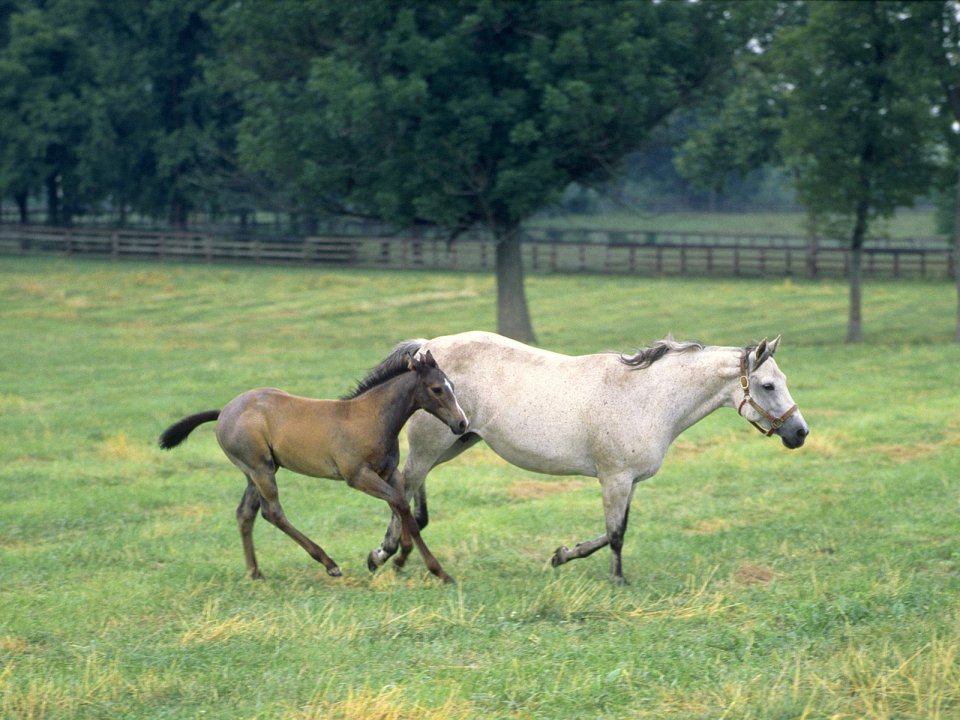 Mare And Foal Running In Meadow