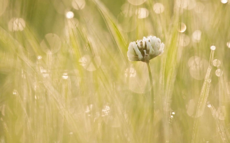 Morning Clover In Grass With Dewdrops