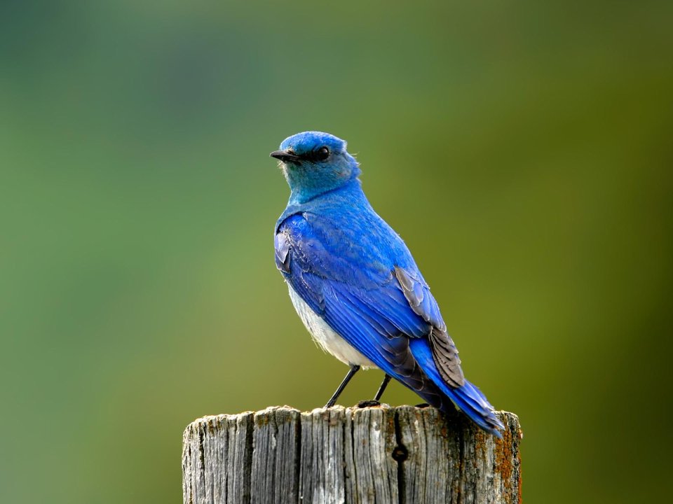 Mountain Bluebird On Wooden Post