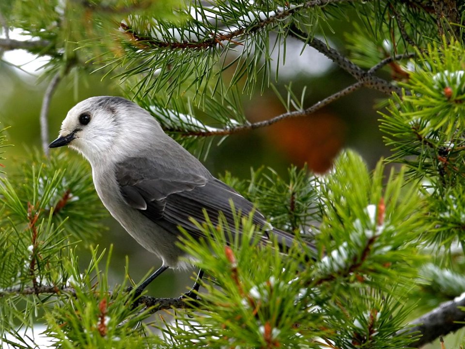 Gray Jay On Pine Branch