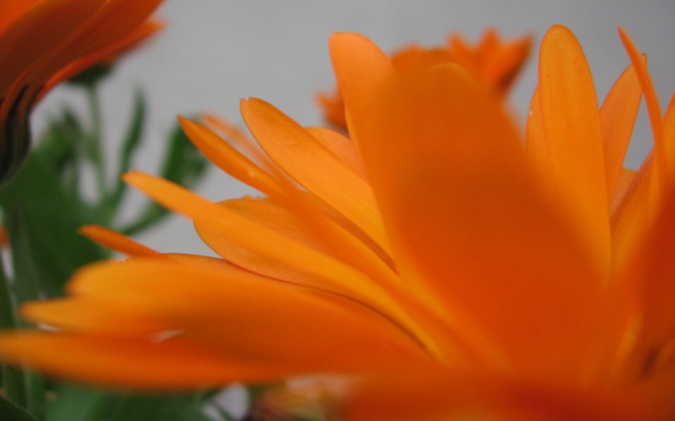 Orange Calendula Close Up