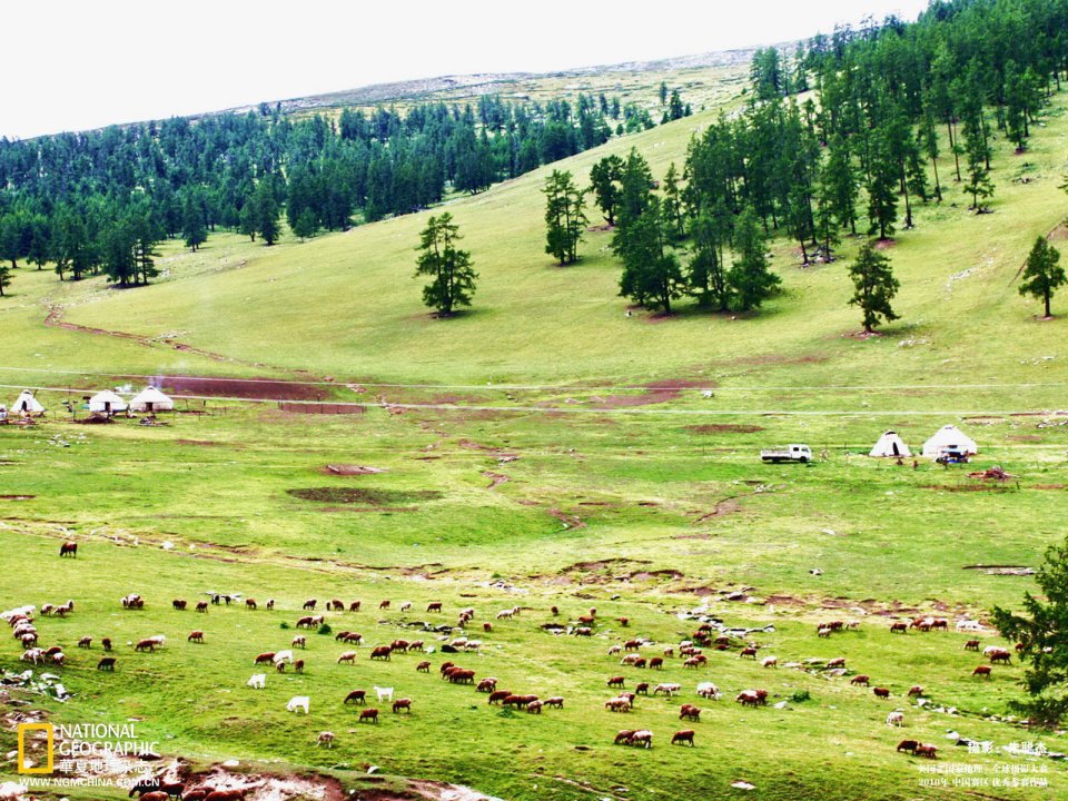 中国内蒙古草原蒙古包与牛羊群
