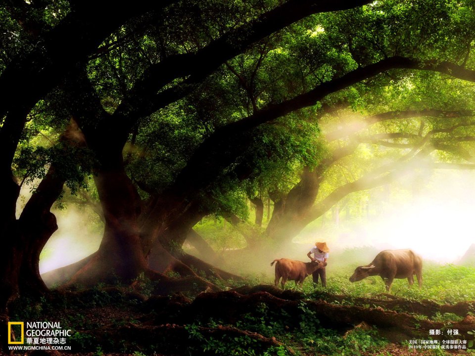Chinese Rural Ancient Trees And Pastoral Morning Light