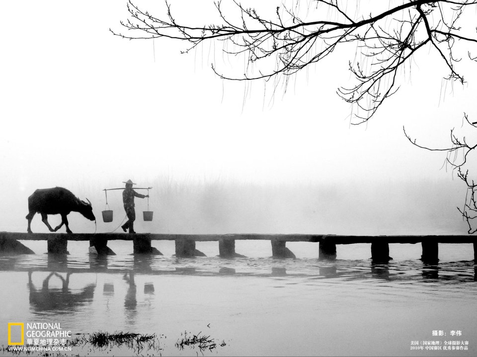 Chinese Rural Foggy Wooden Bridge Farmer And Water Buffalo