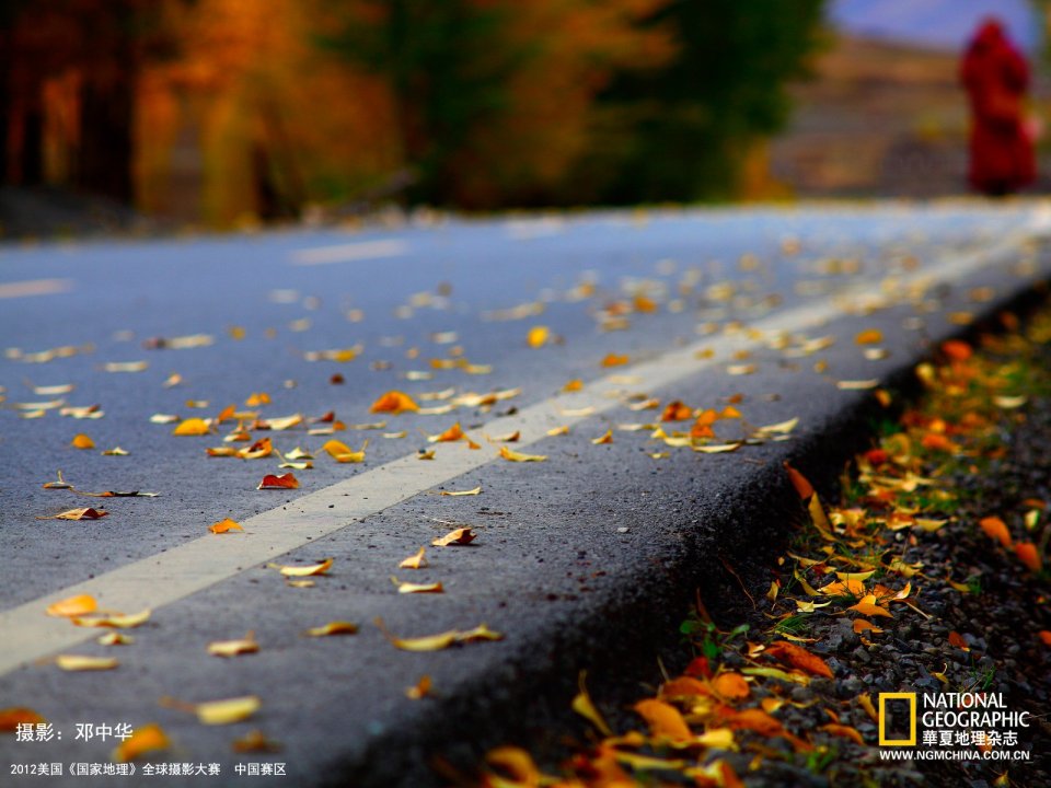 Autumn Road Fallen Leaves Realistic Photography
