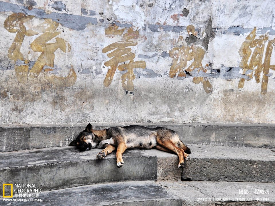 Lazy Dog In Front Of Chipped Wall China
