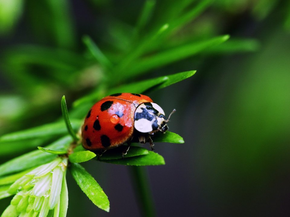 Nine Spotted Ladybug Macro Photo On Green Leaves