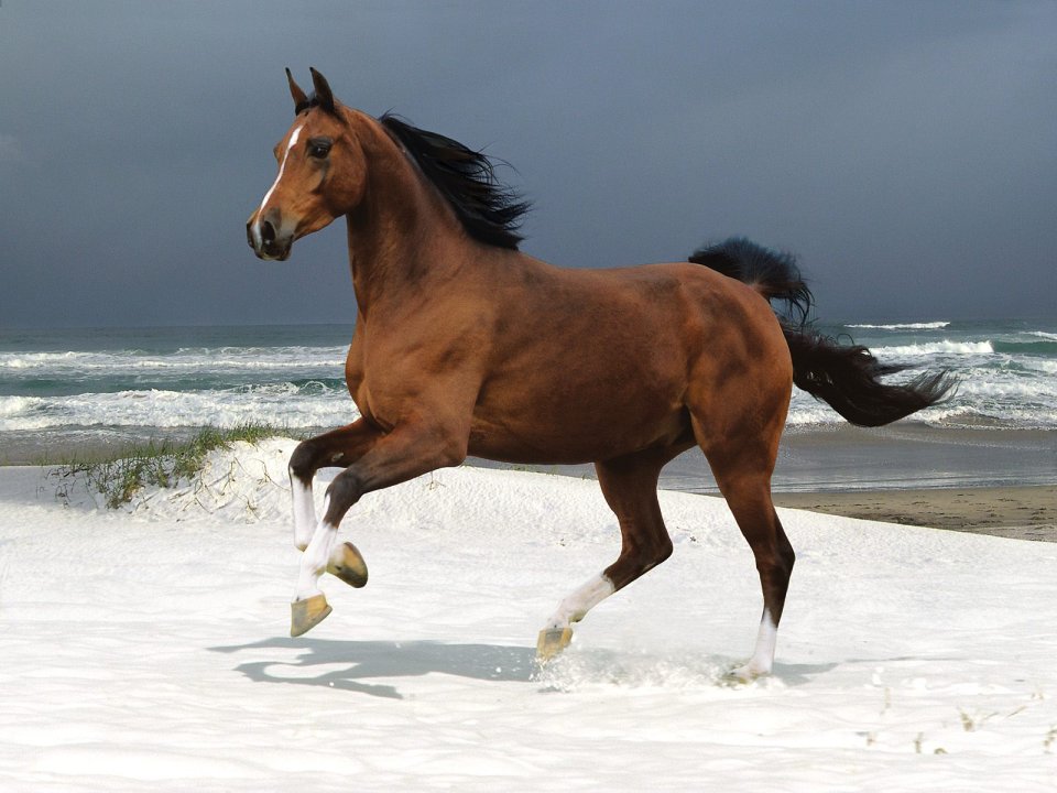 Norwegian Beach Warmblood