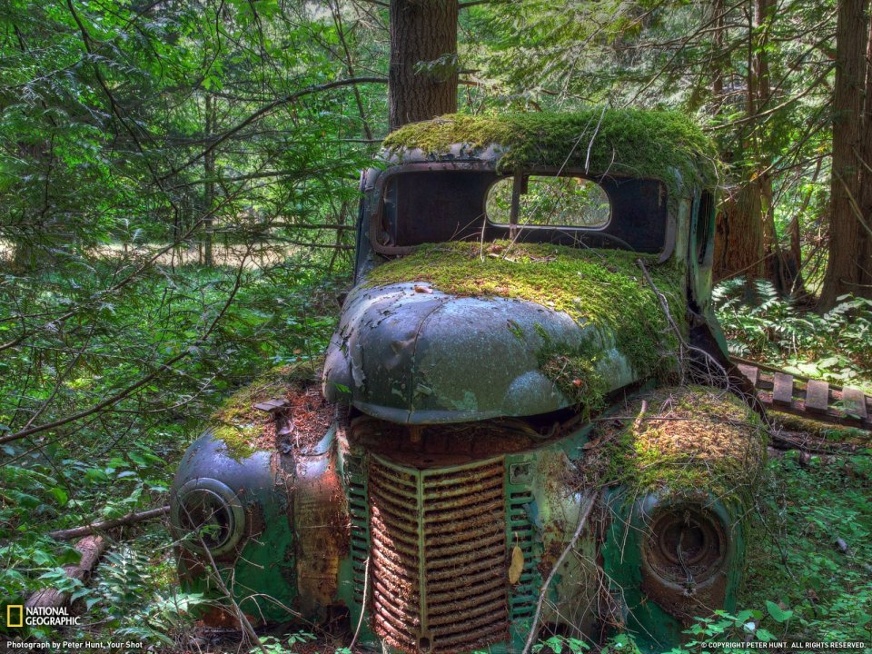 Old Truck Forest Nature Reclaimed