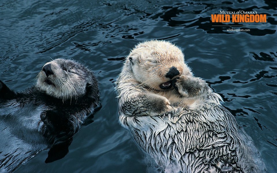 Two Sea Otters Floating Resting On Water Wild Kingdom Photography