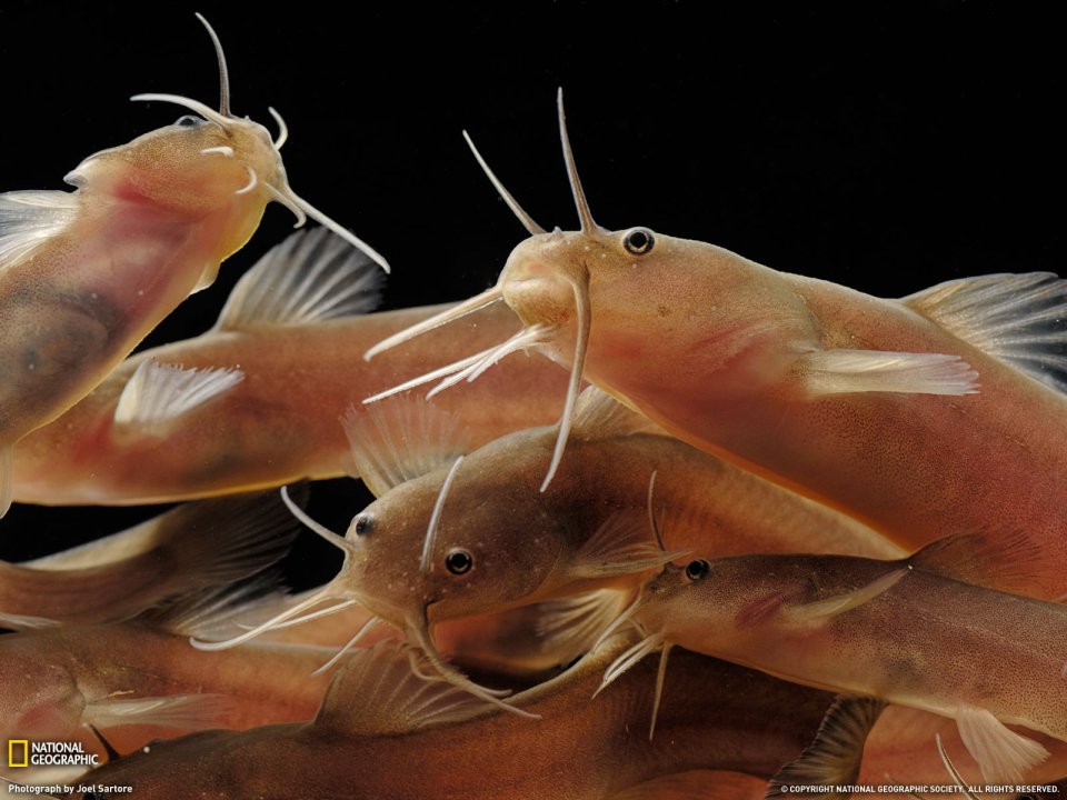 Ouachita Madtom Close Up Photography
