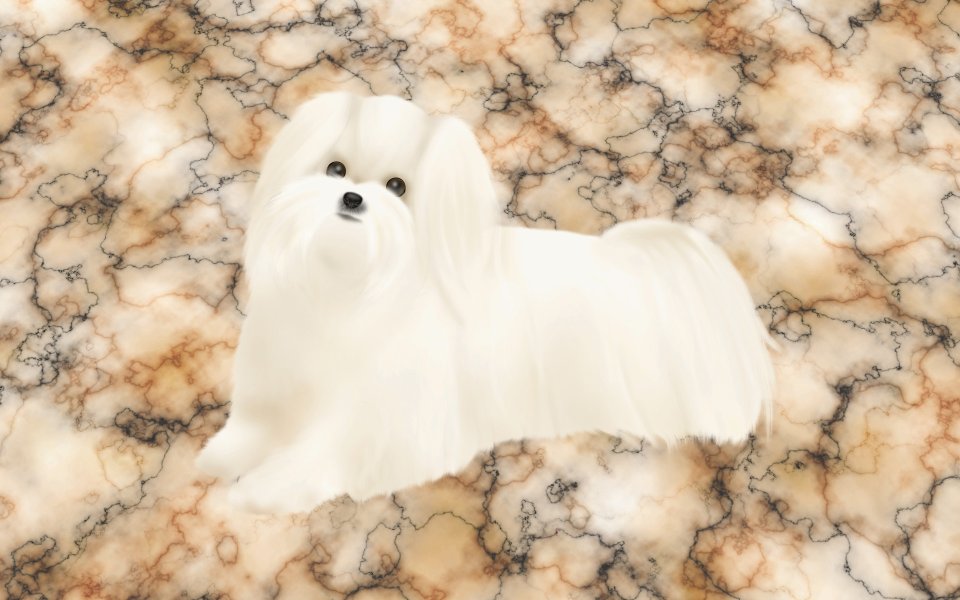 Cute Maltese Dog Digital Illustration