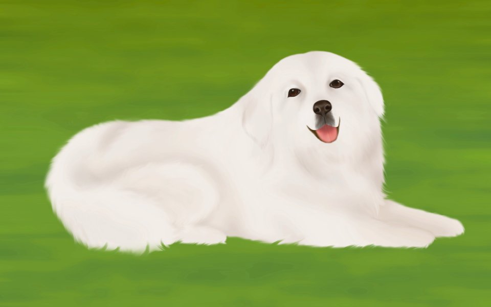 草地上可爱的大白熊犬插画