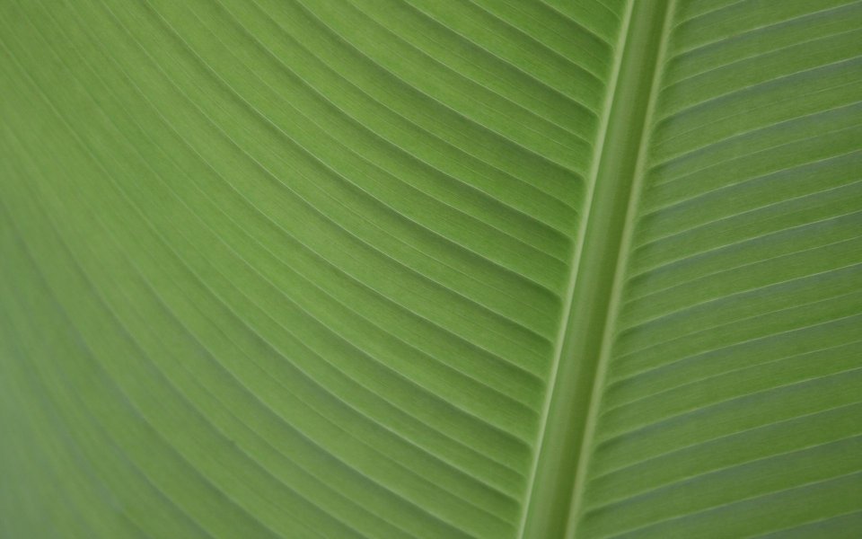 Green Leaf Vein Close Up