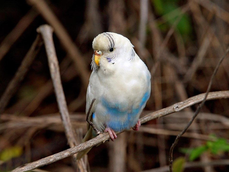 Budgerigar Perched On A Branch
