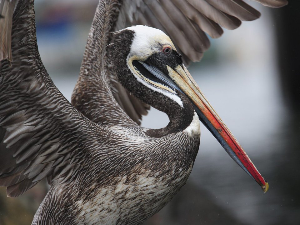 Peruvian Pelican Portrait Wings Spread Nature Photography