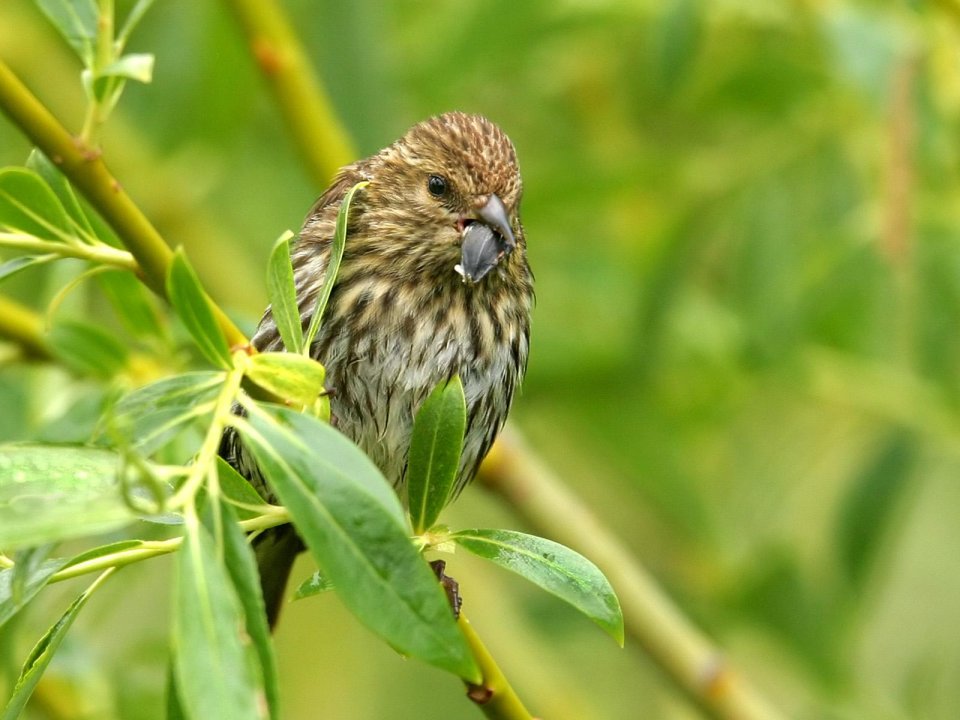 Pine Siskin Perched On Branch