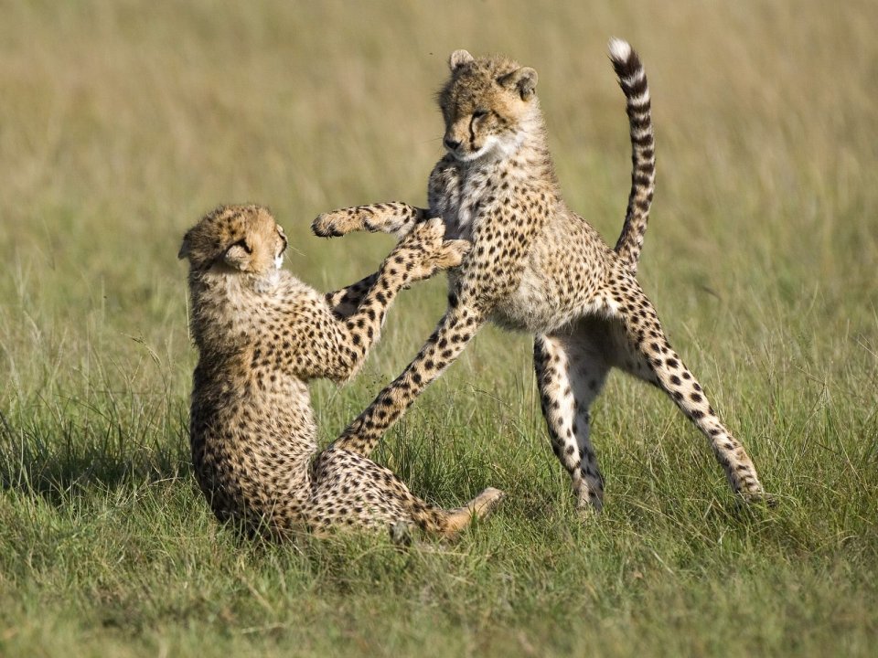 Playful Cheetah Cubs Masai Mara Kenya