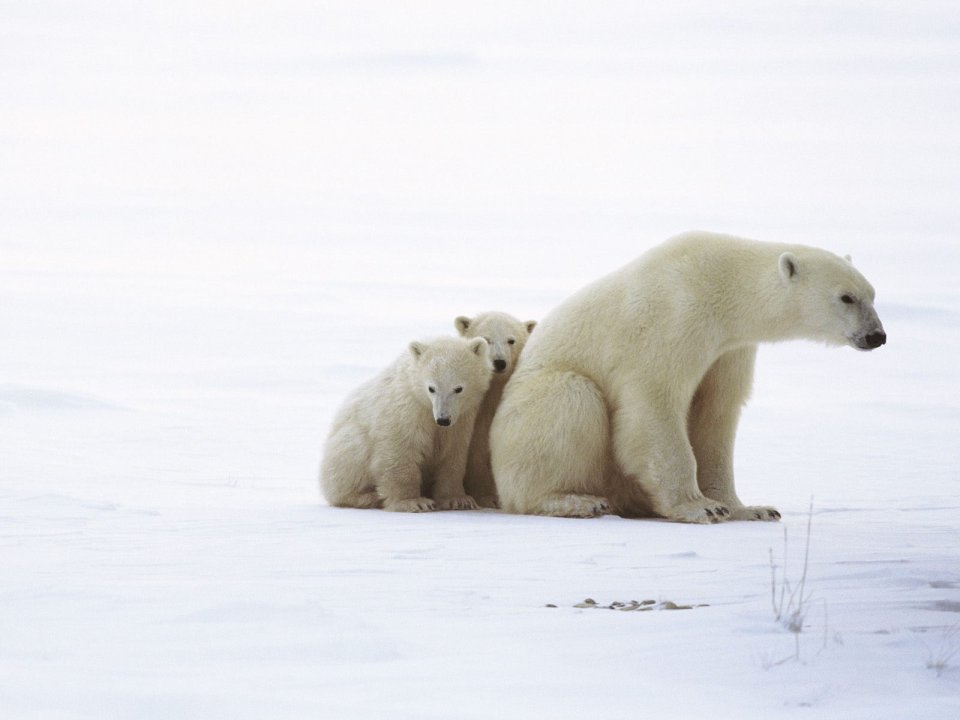 Polar Bear Family In The Snow